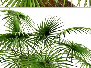 palm 3D Модель