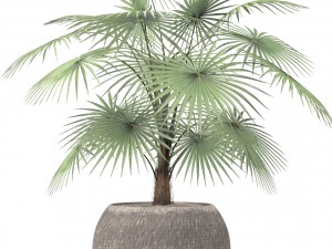 palm 3D Модель