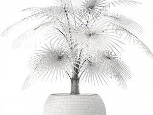 palm 3D Модель