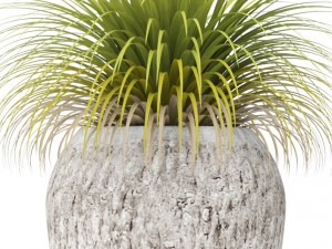 potted plants 3D Model