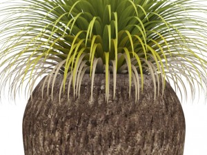potted plants 3D Model