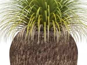 potted plants 3D Model