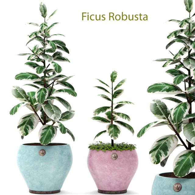 ficus Model 3D .c4d .max .obj .3ds .fbx .stl .blend 