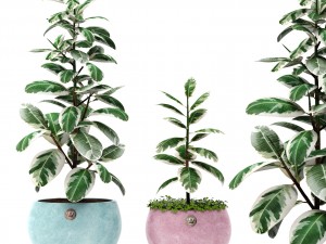 ficus 3D Модель
