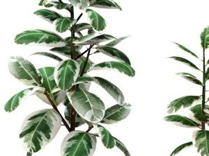 ficus 3D Model