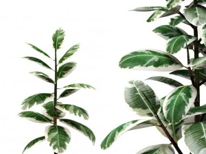 ficus 3D Model
