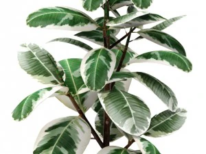 ficus 3D Model