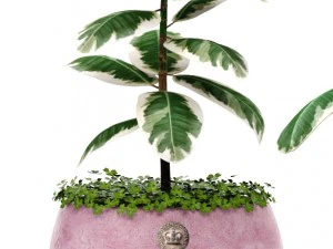 ficus 3D Model