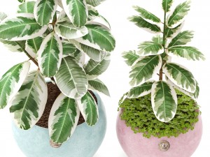 ficus Model 3D
