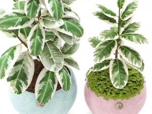 ficus 3D Model