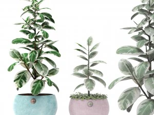 ficus 3D Model
