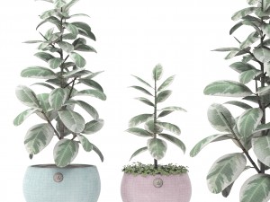 ficus Model 3D
