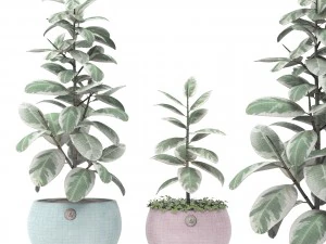 ficus 3D Model