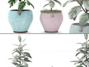 ficus 3D Model