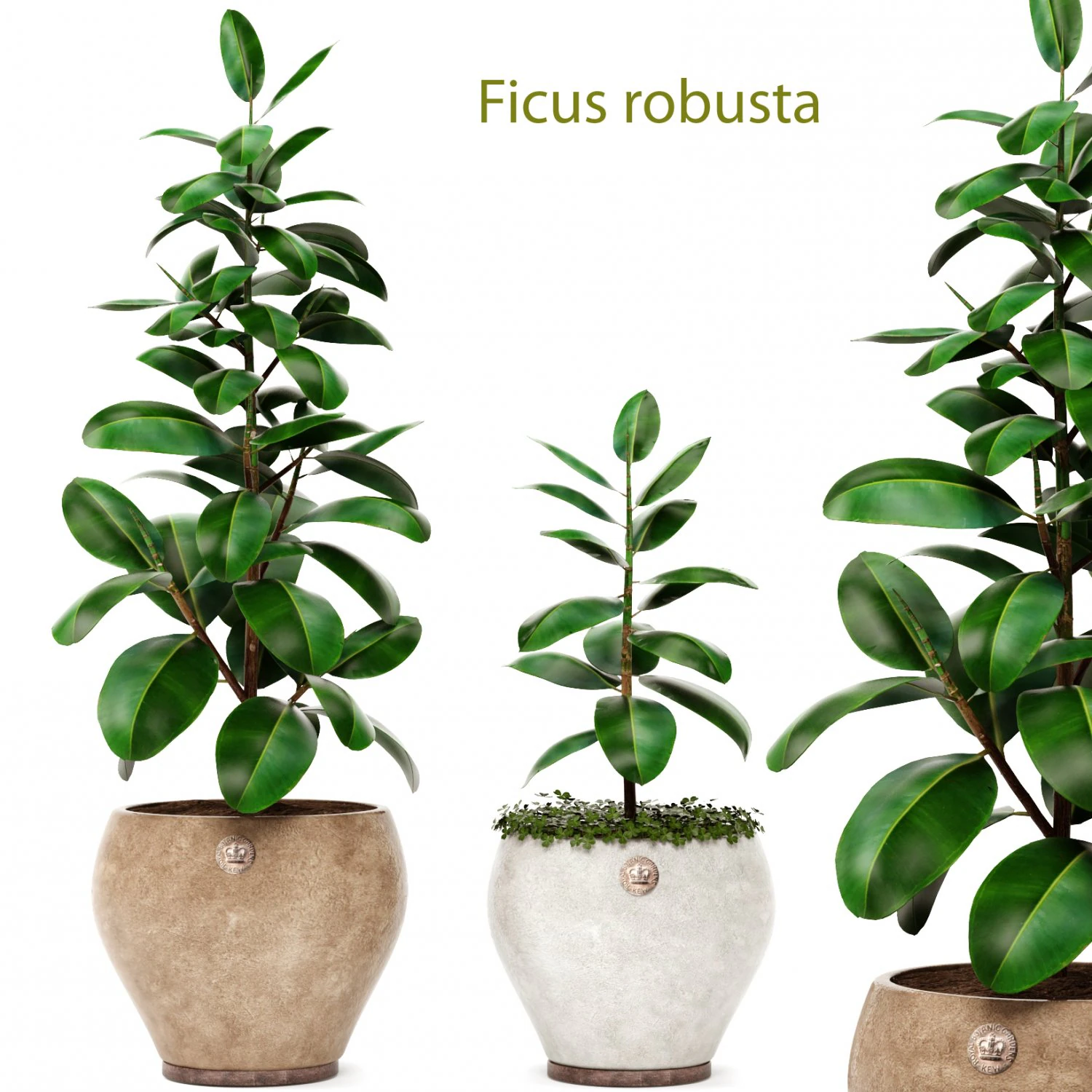 ficus 3D Model .c4d .max .obj .3ds .fbx .stl .blend 