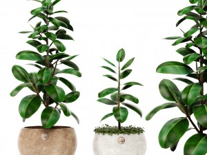 ficus 3D Model