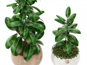 ficus Model 3D