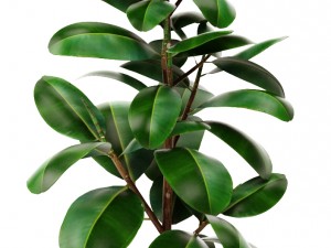 ficus Model 3D