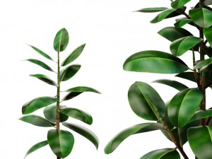 ficus Model 3D