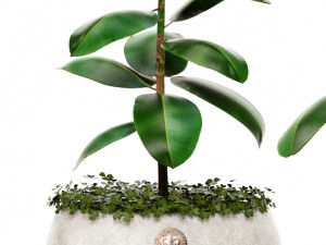 ficus Model 3D