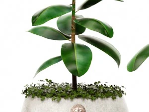 ficus 3D Model