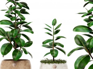 ficus Model 3D