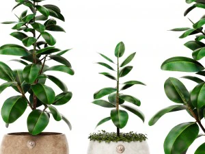 ficus 3D Model