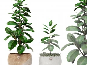 ficus 3D Model