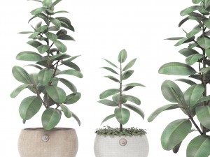 ficus Model 3D
