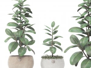 ficus 3D Model