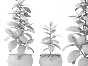 ficus 3D Model