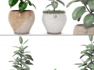ficus Model 3D