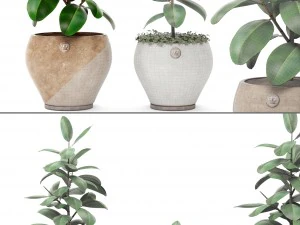 ficus 3D Model