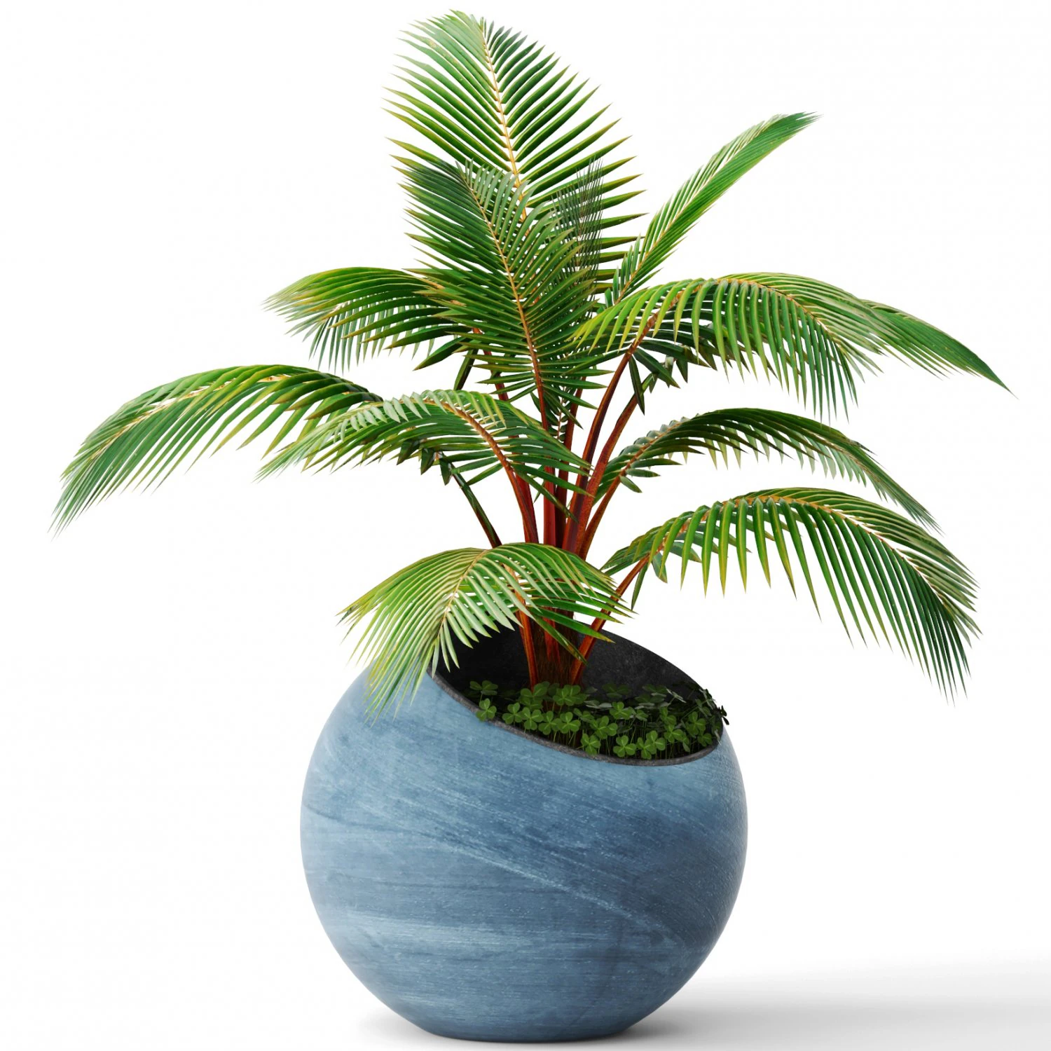 coconut palm 3D Model .c4d .max .obj .3ds .fbx .stl .blend 