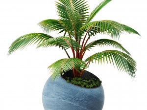 coconut palm Modello 3D