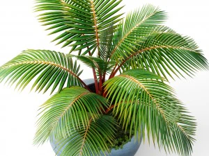 coconut palm 3D Model