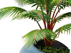 coconut palm 3Dモデル
