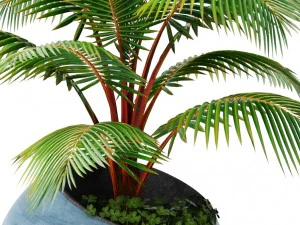 coconut palm 3D Model