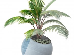 coconut palm 3Dモデル