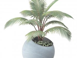 coconut palm 3D Model