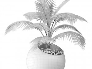 coconut palm 3Dモデル