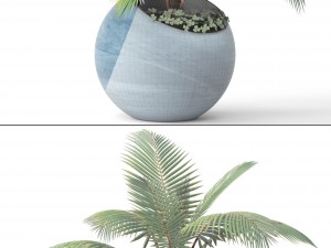 coconut palm 3Dモデル