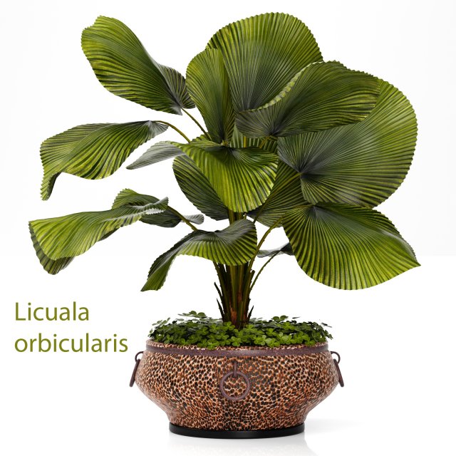 licuala palm 3D मॉडल .c4d .max .obj .3ds .fbx .stl .blend 