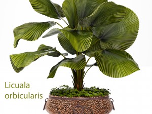 licuala palm Modelo 3D