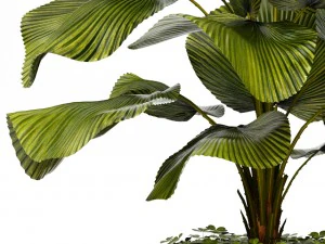 licuala palm 3D Model