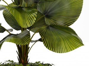 licuala palm 3D मॉडल