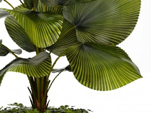 licuala palm 3D Model