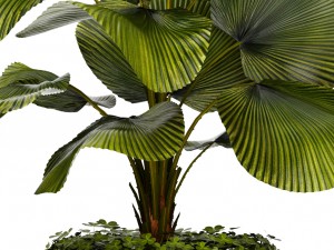 licuala palm 3D मॉडल
