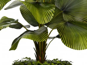 licuala palm 3D Model