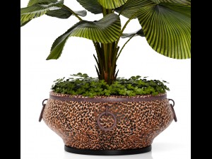 licuala palm 3D मॉडल